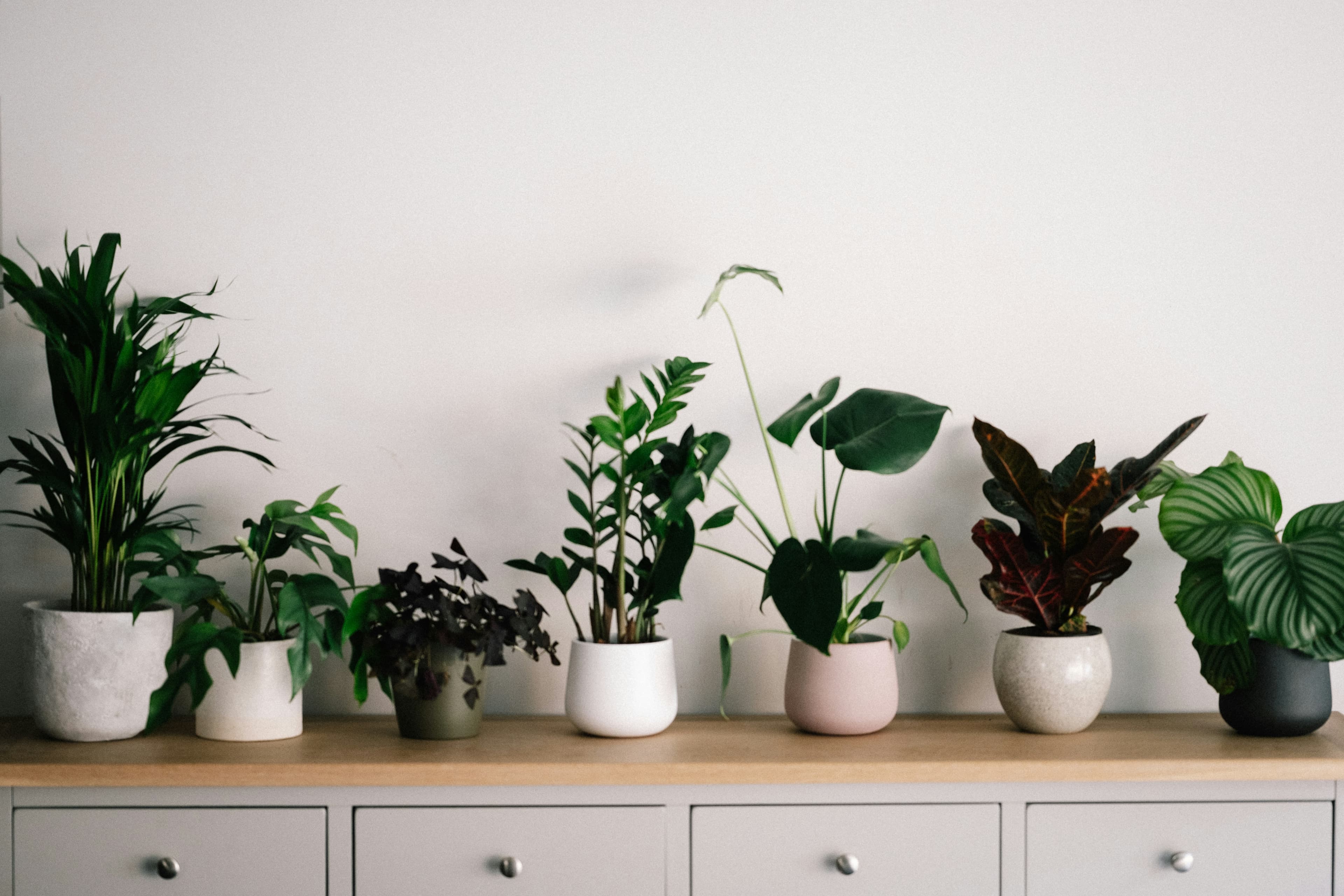 Plants on dresser
