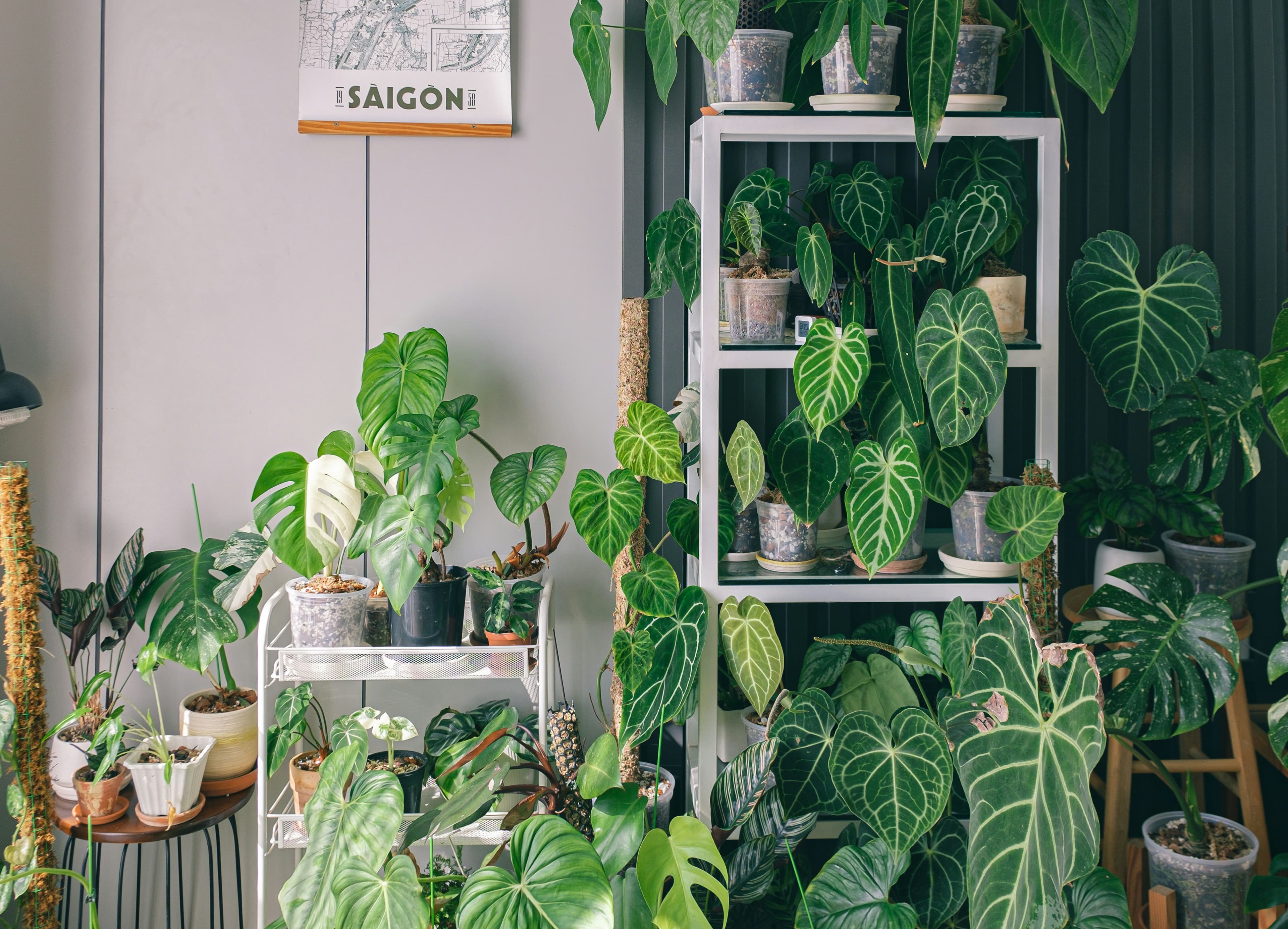 Plant collection