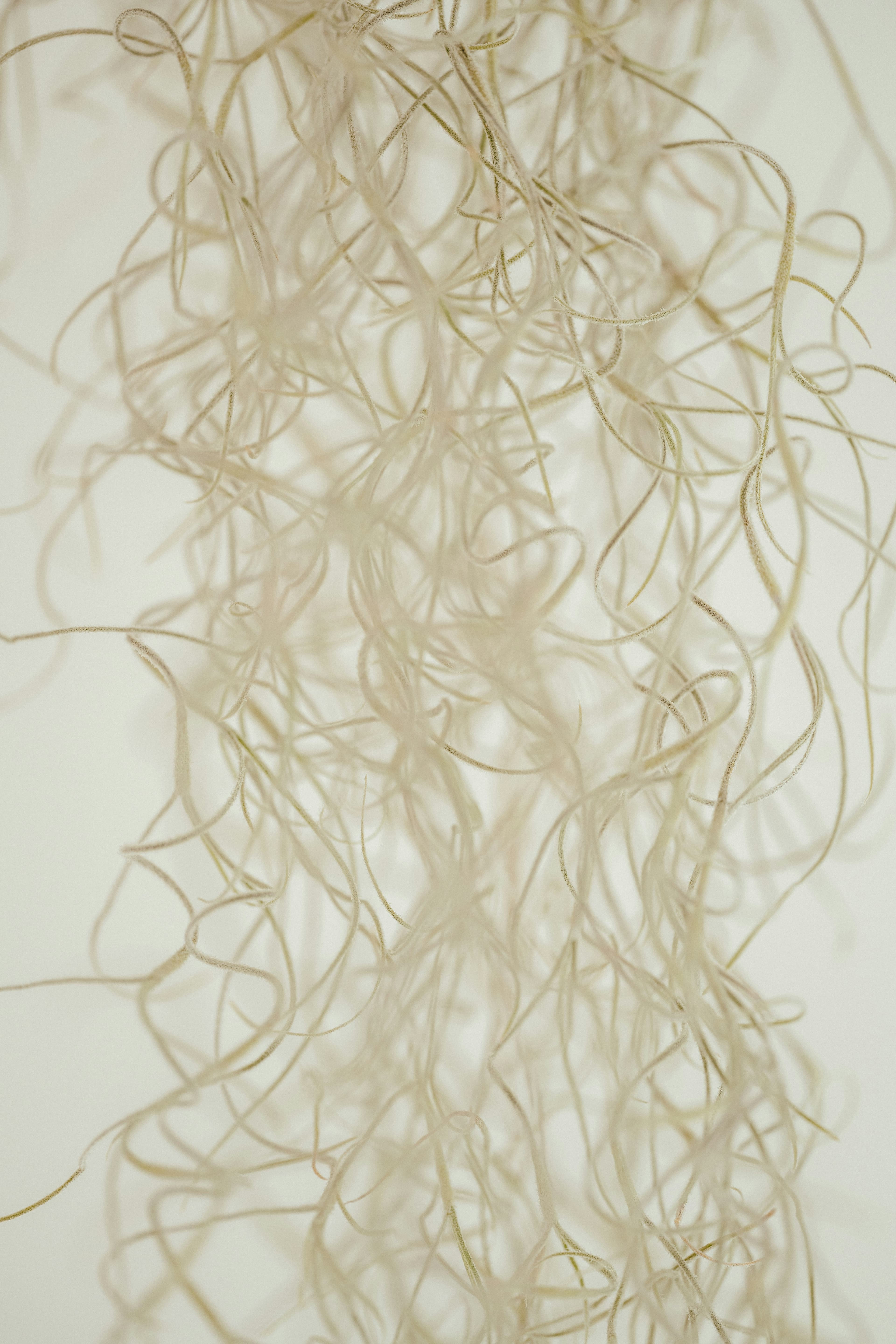 Air Plant Collection