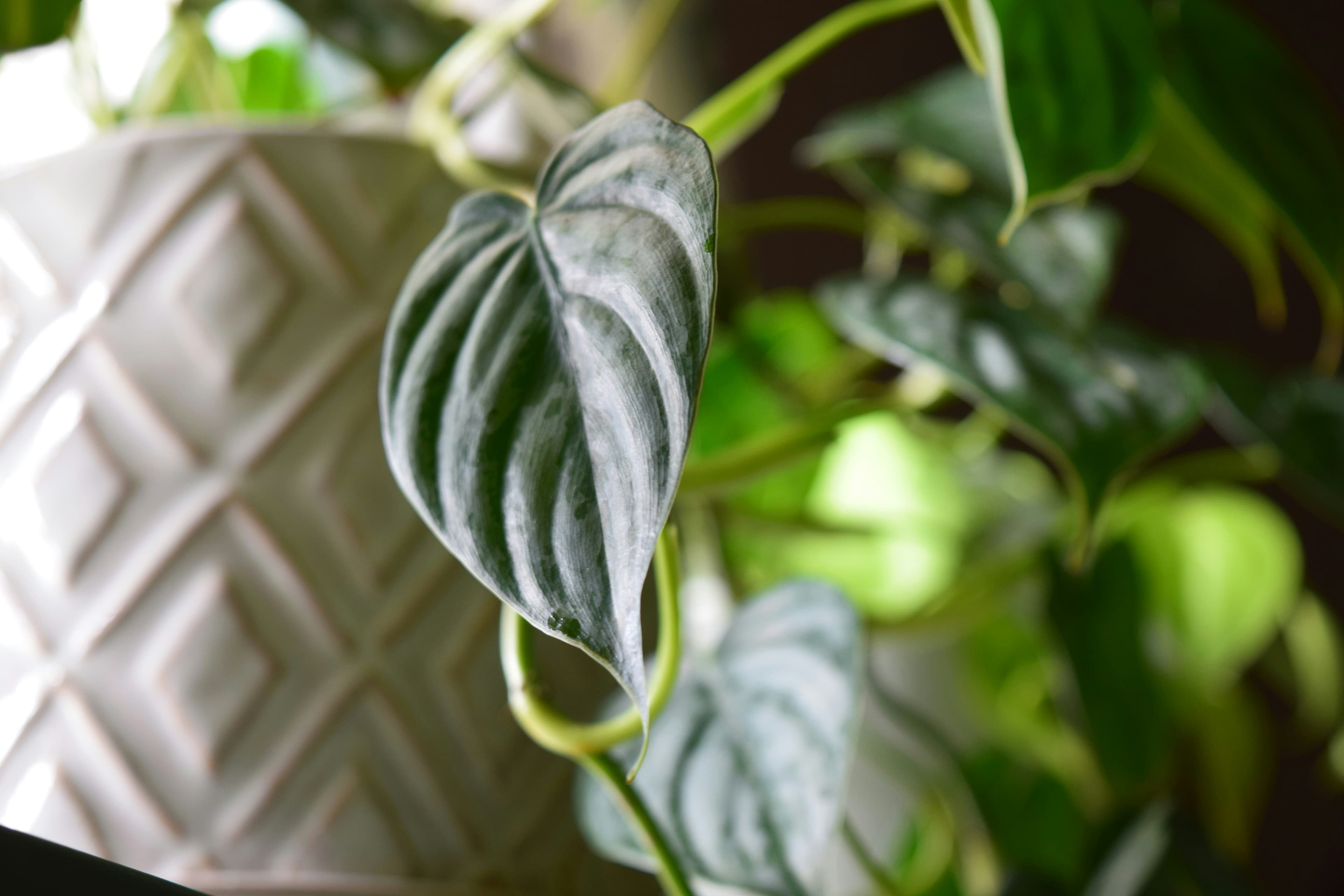 Heartleaf Philodendron