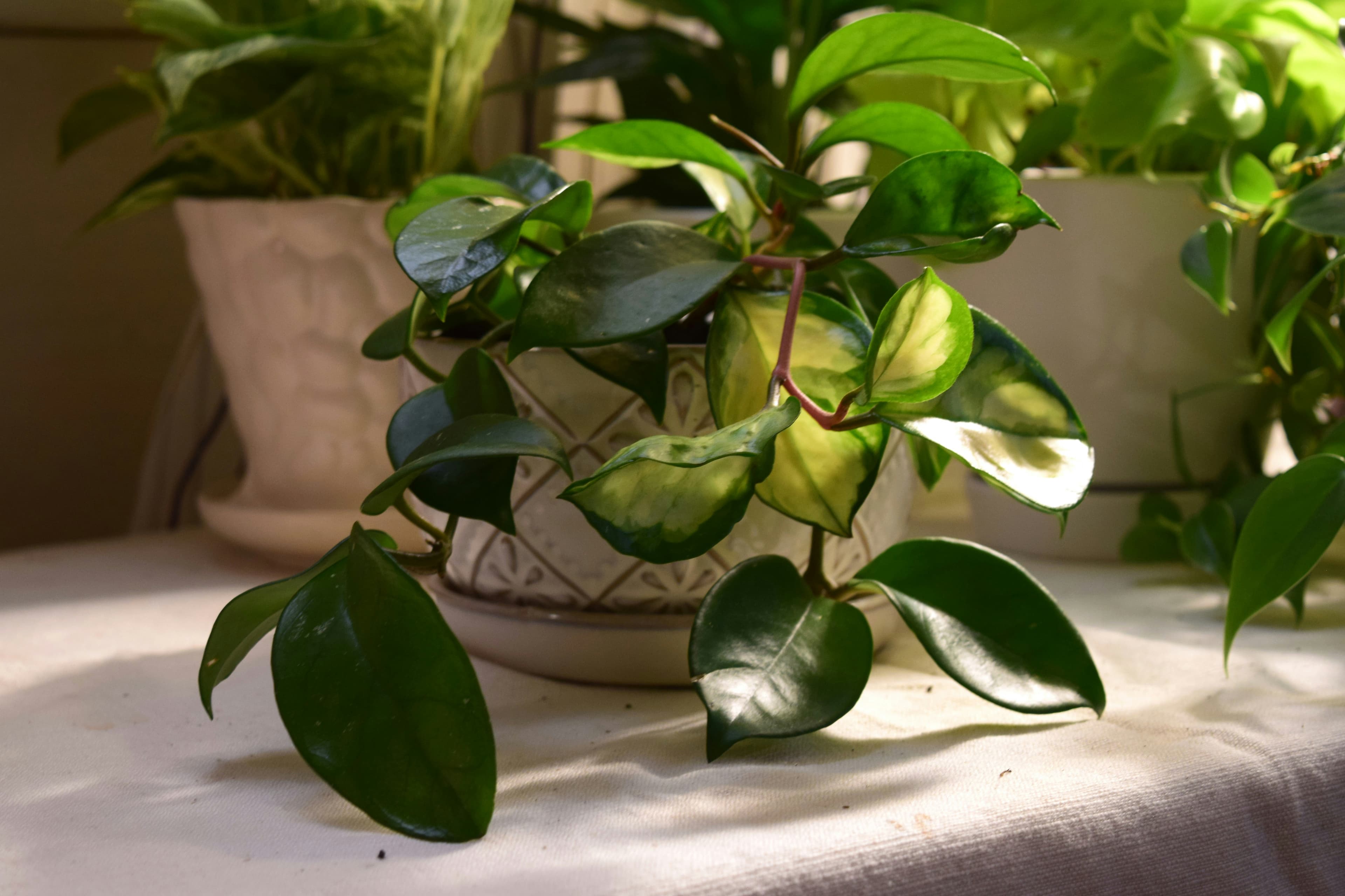 Hoya Carnosa
