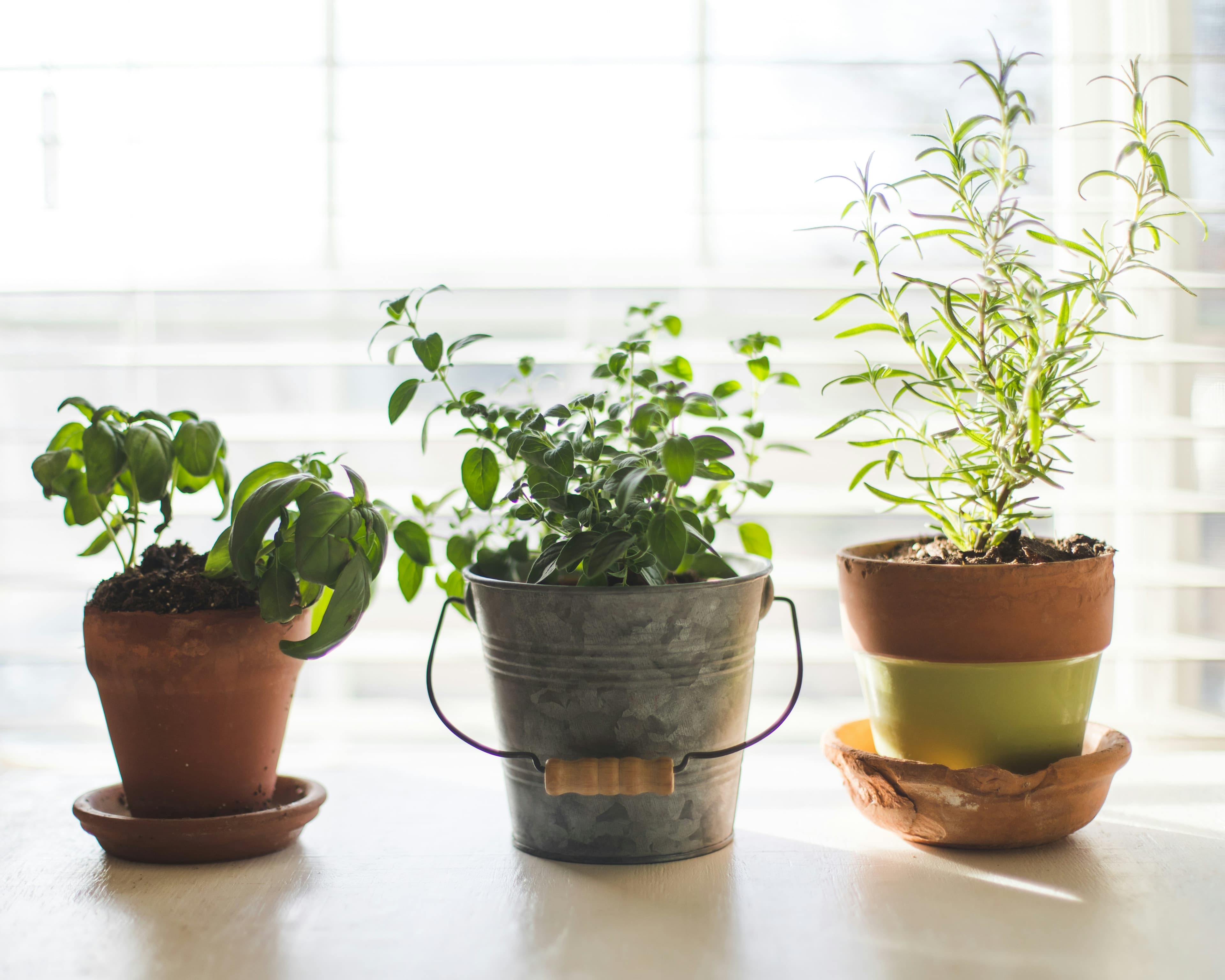 Kitchen Herb Trio