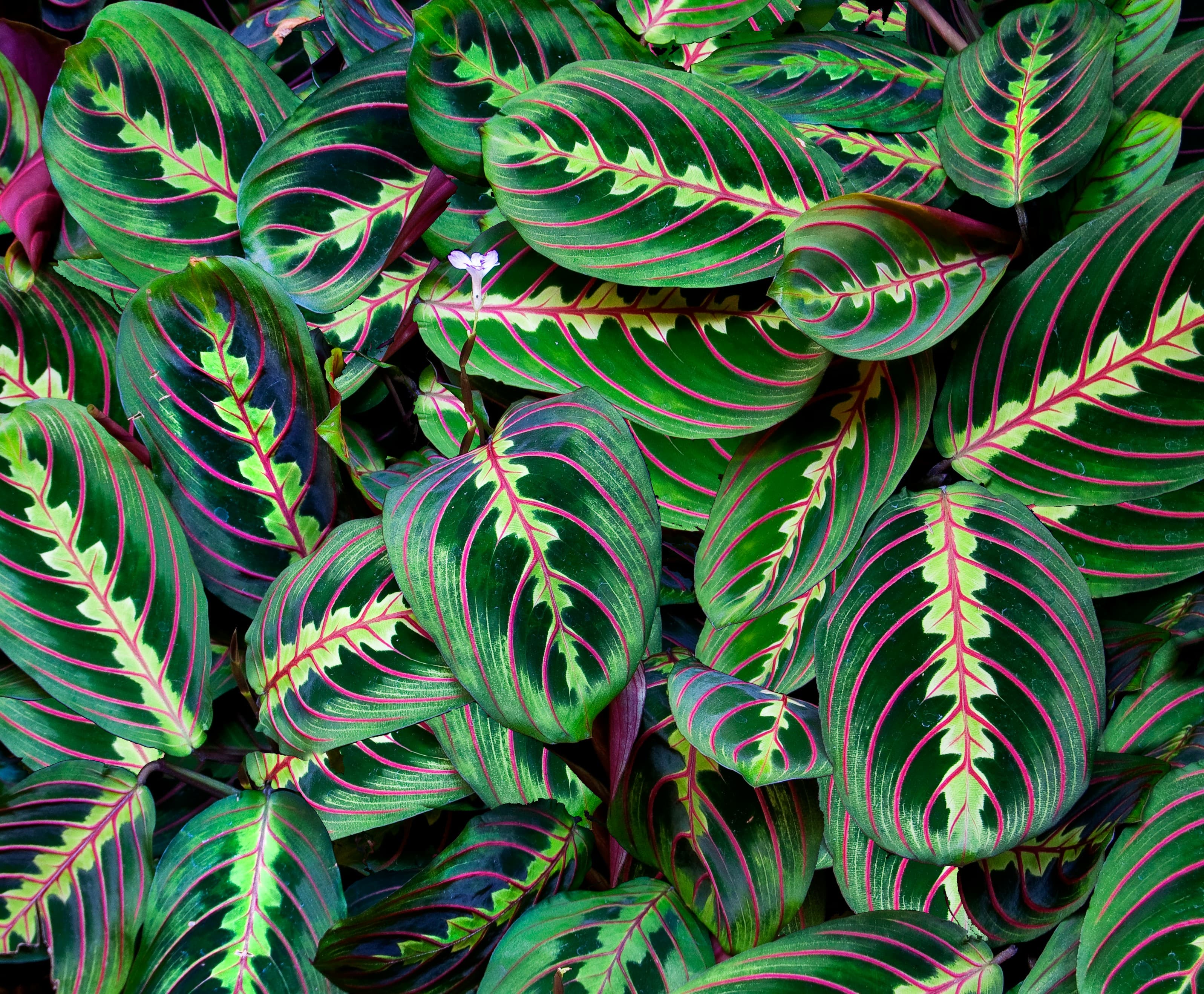 Prayer Plant