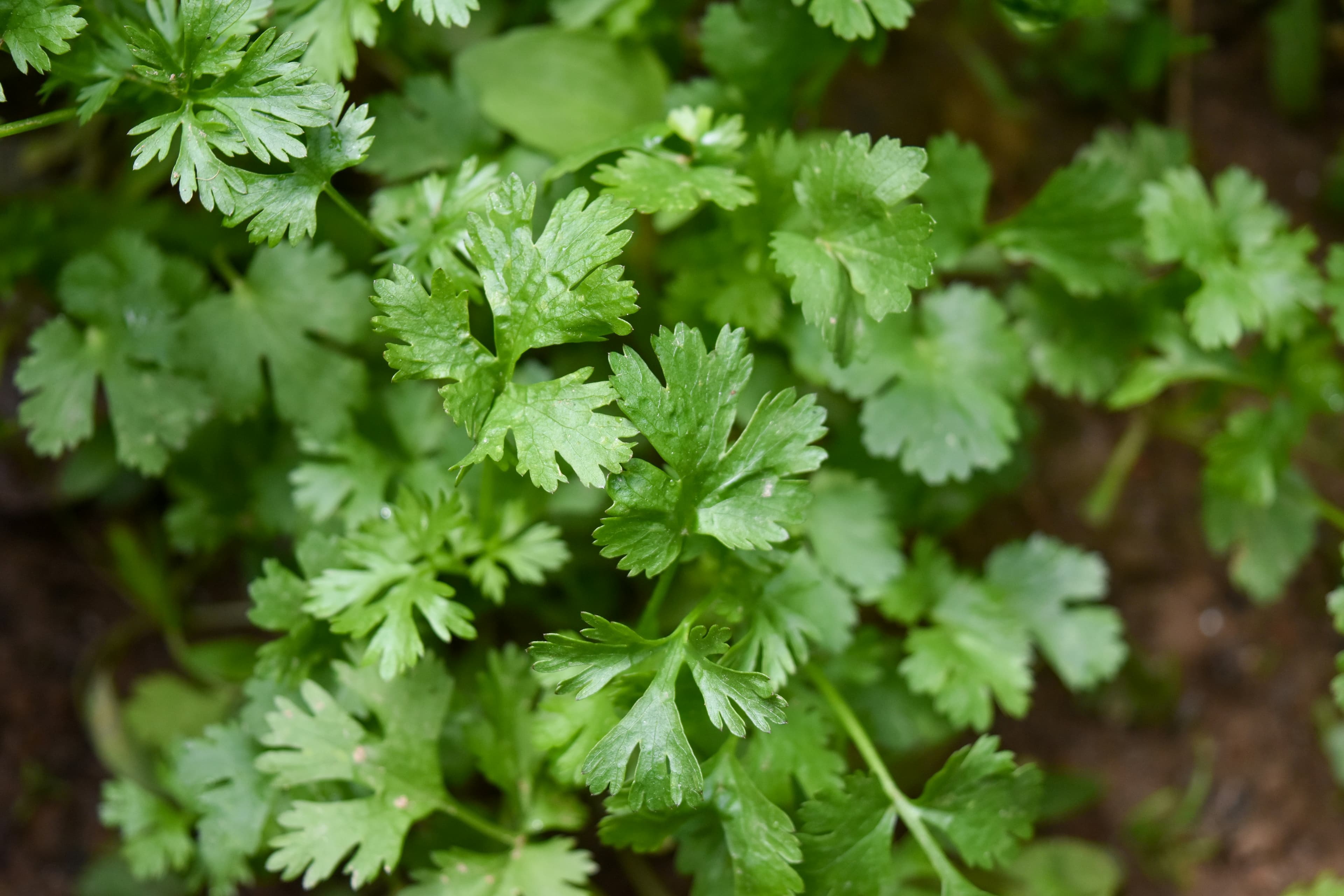 Flat-Leaf Parsley Seeds