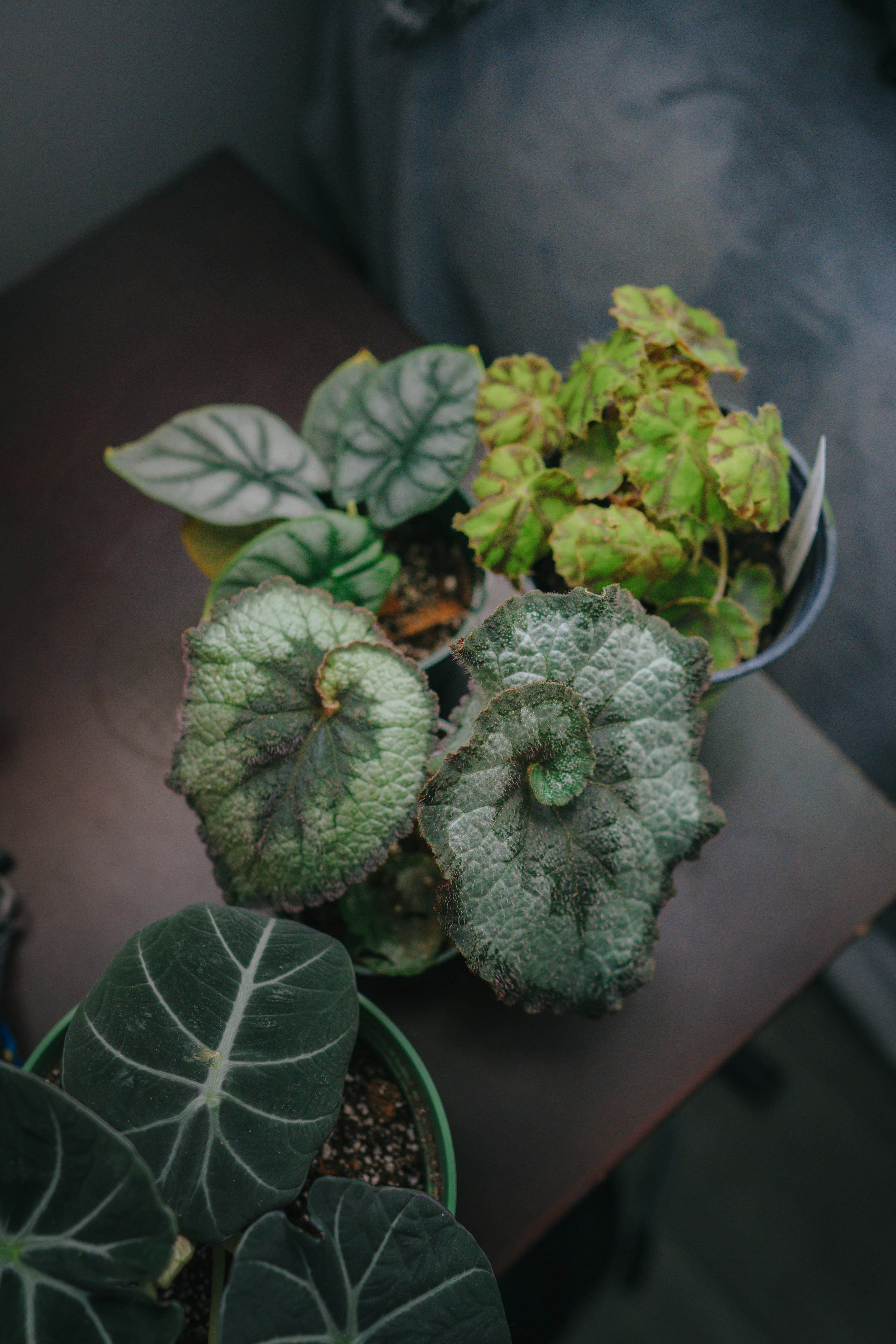 Rex Begonia